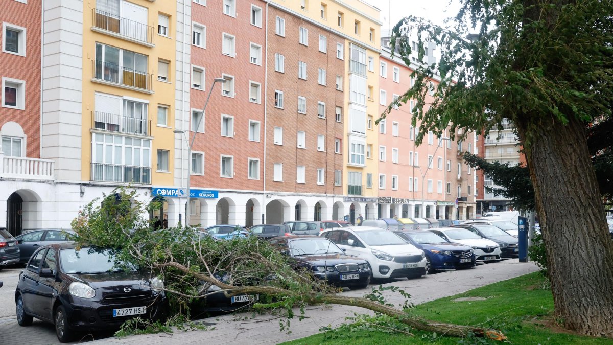 Imagen de una rama caída por efecto del viento.
