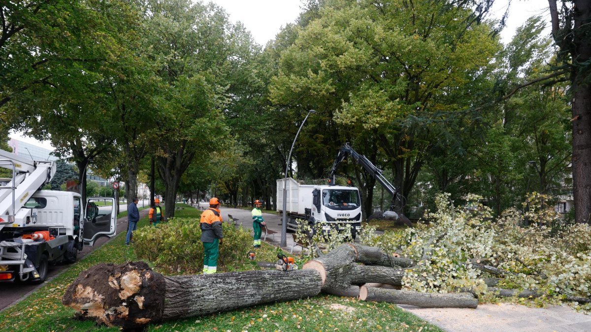 Imagen de un árbol caído en el paseo de Atapuerca.
