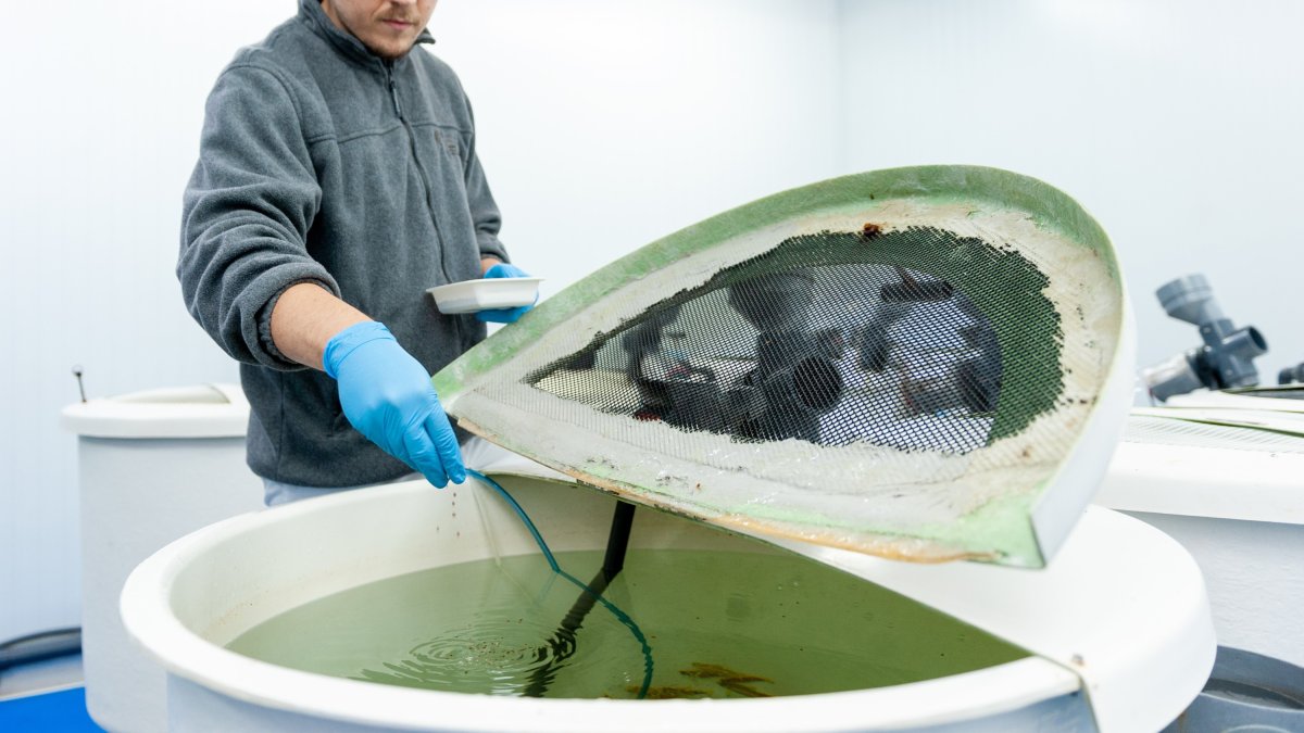 Cursos de formación en acuicultura.