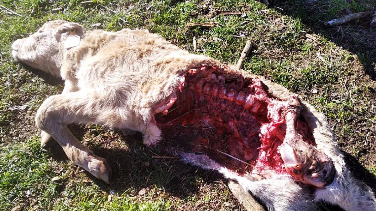 Los ataques de lobo ponen en jaque a los ganaderos.
