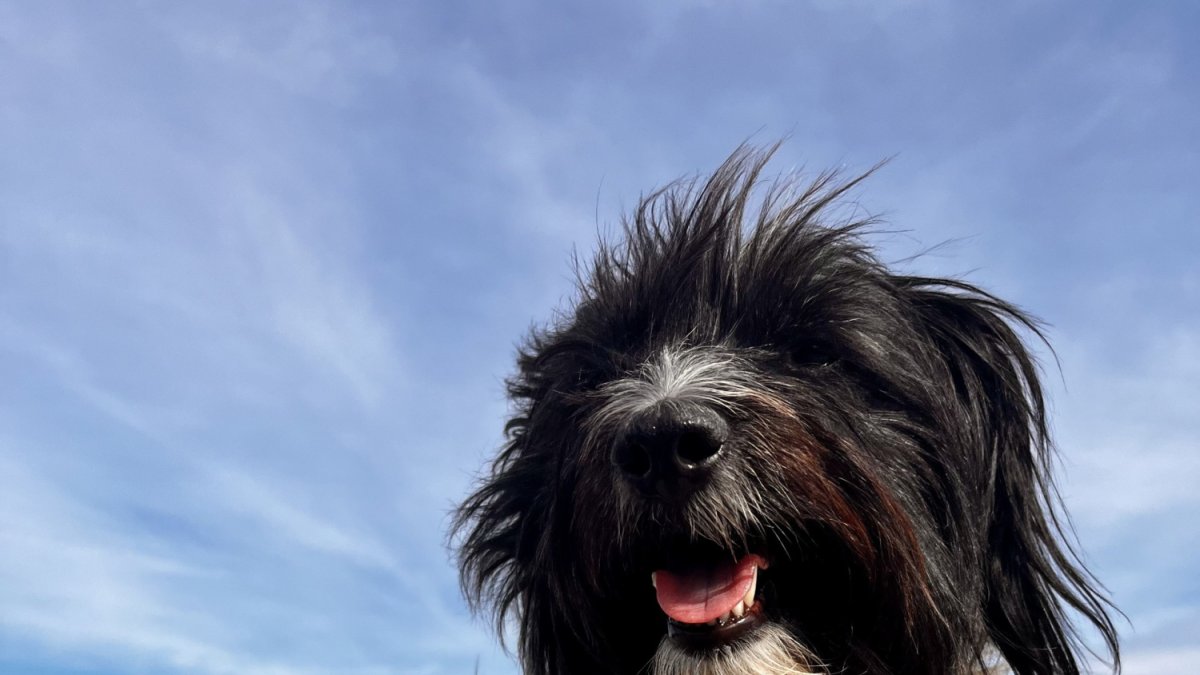 Aranda conciencia sobre la tenencia responsable de mascotas y mantener limpia la ciudad