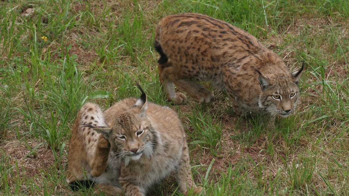 Ejemplares de lince ibérico en cautividad.