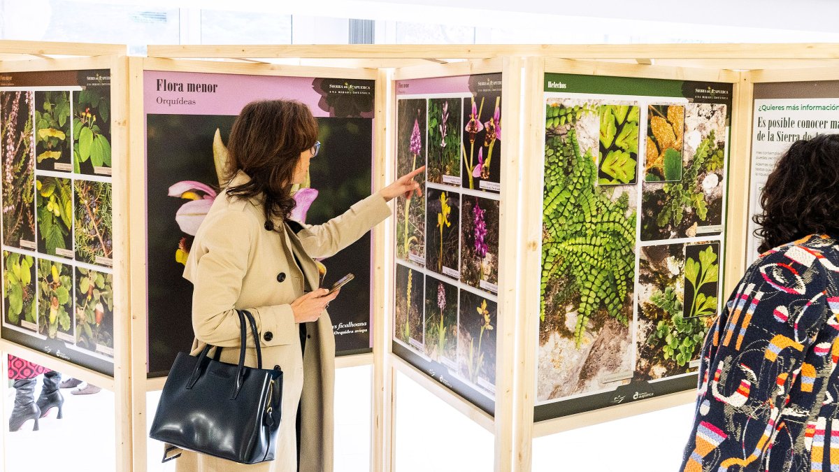 Sierra de Atapuerca. Una mirada botánica es el resultado de cuatro años de estudio de las pequeñas flores que nacen en la sierra de Atapuerca. Más de 600.