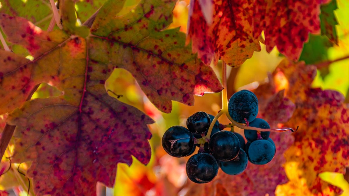 Imagen de un viñedo de la Ribera del Duero