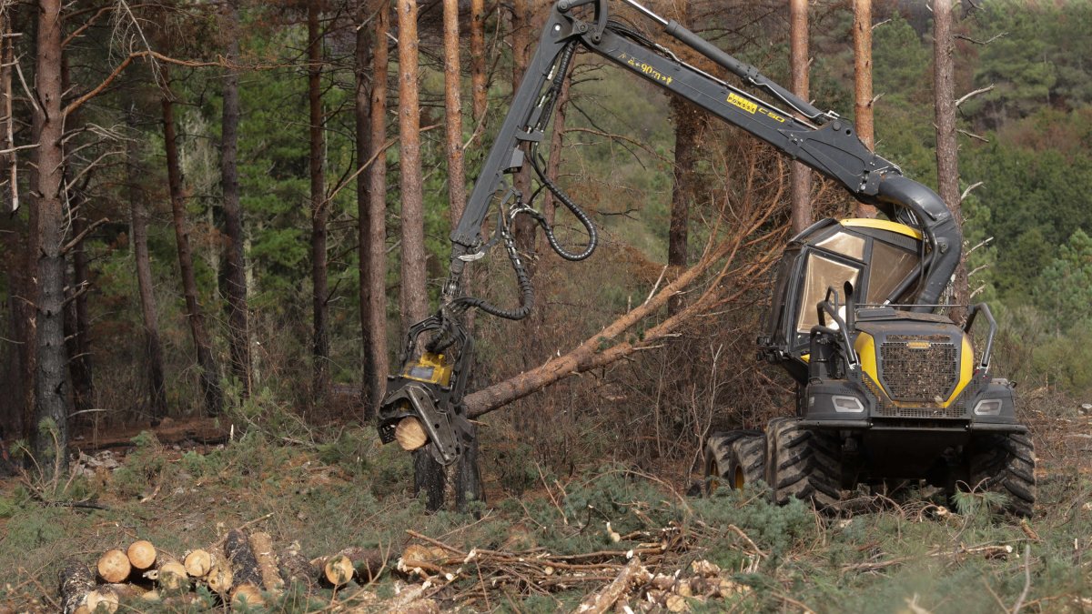 Archivo - Una máquina de la empresa ‘Maderas Ourense’ limpia los árboles quemados en una finca, a 30 de septiembre de 2022, en A Pobra do Brollón, Lugo, Galicia, (España).