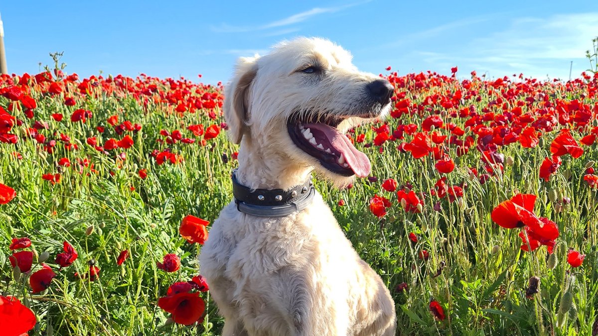 Max, el perro más guapo de este año según el jurado del concurso.