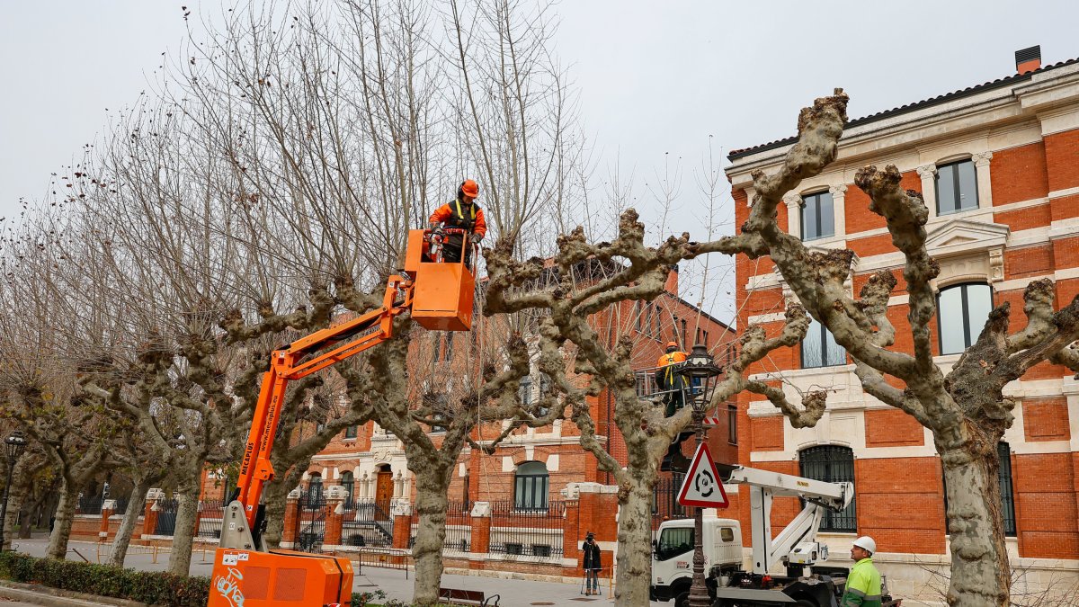 Campaña de poda de arbolado en la capital burgalesa.