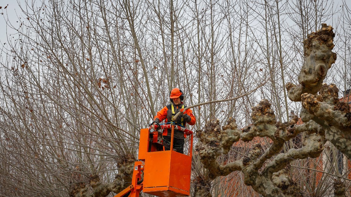 Campaña de poda de arbolado en la capital burgalesa.
