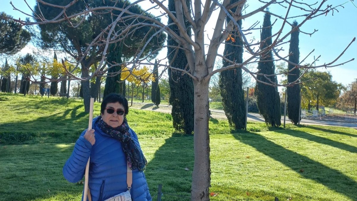 Este es el castaño que plantará el Museo.