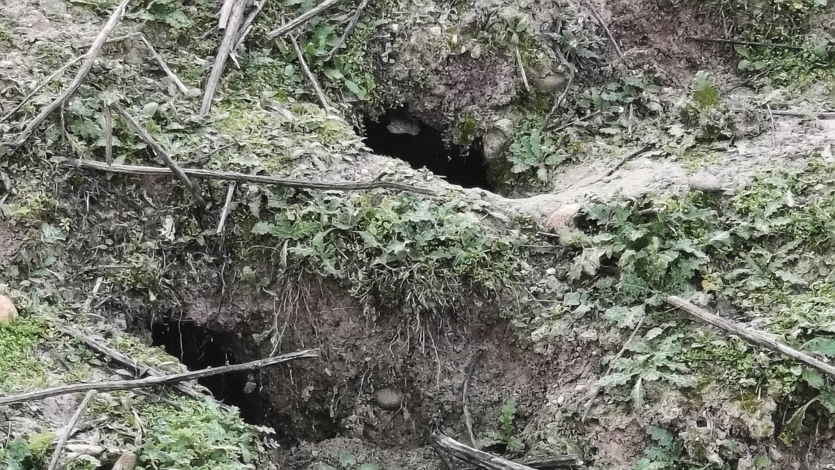 Huras de conejos en el término municipal de Villaldemiro (Burgos).