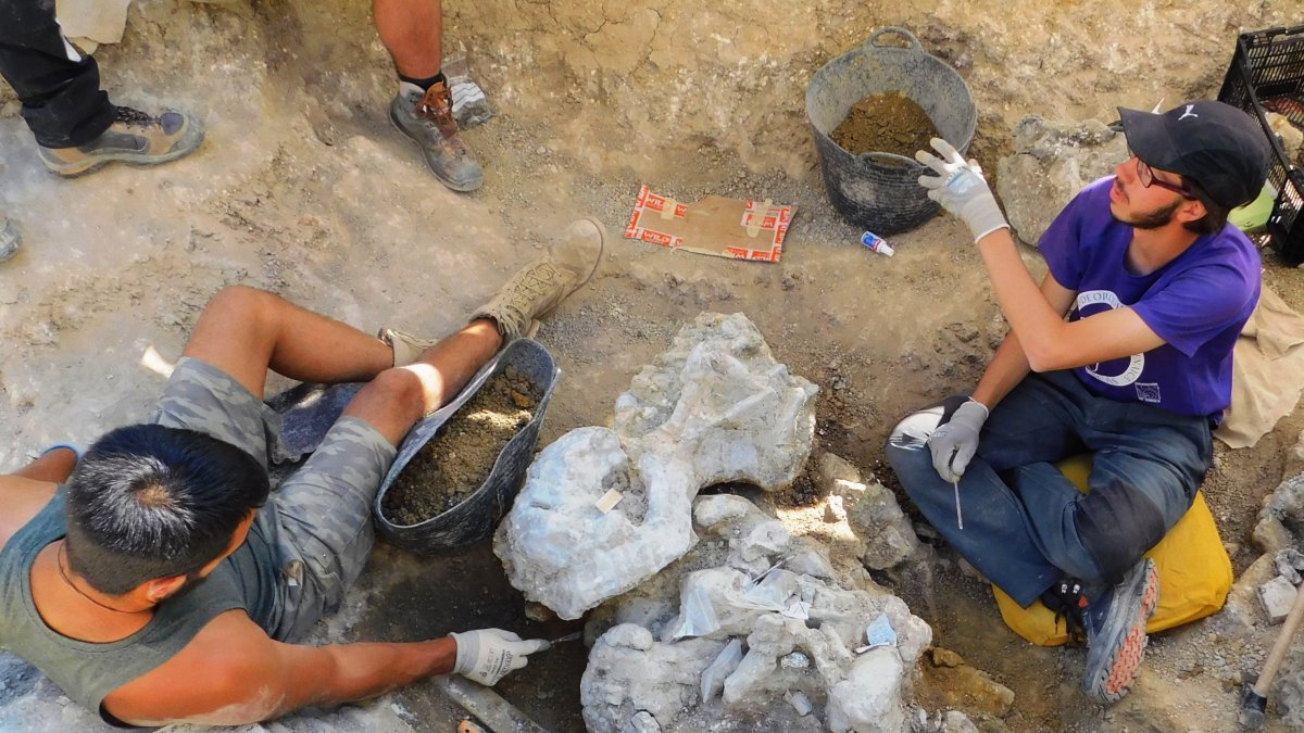 Los restos se recuperaron en la excavación en Torrelara de 2019.