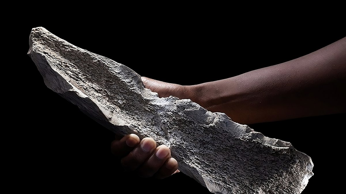 Herramienta de hueso tallada sobre un húmero de elefante de hace 1,5 millones de año