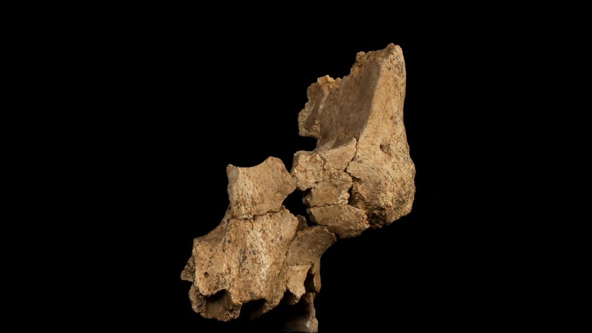 La cara de Pink se convierte en Homo affinis erectus, la sexta especie descrita en los yacimientos de Atapuerca.