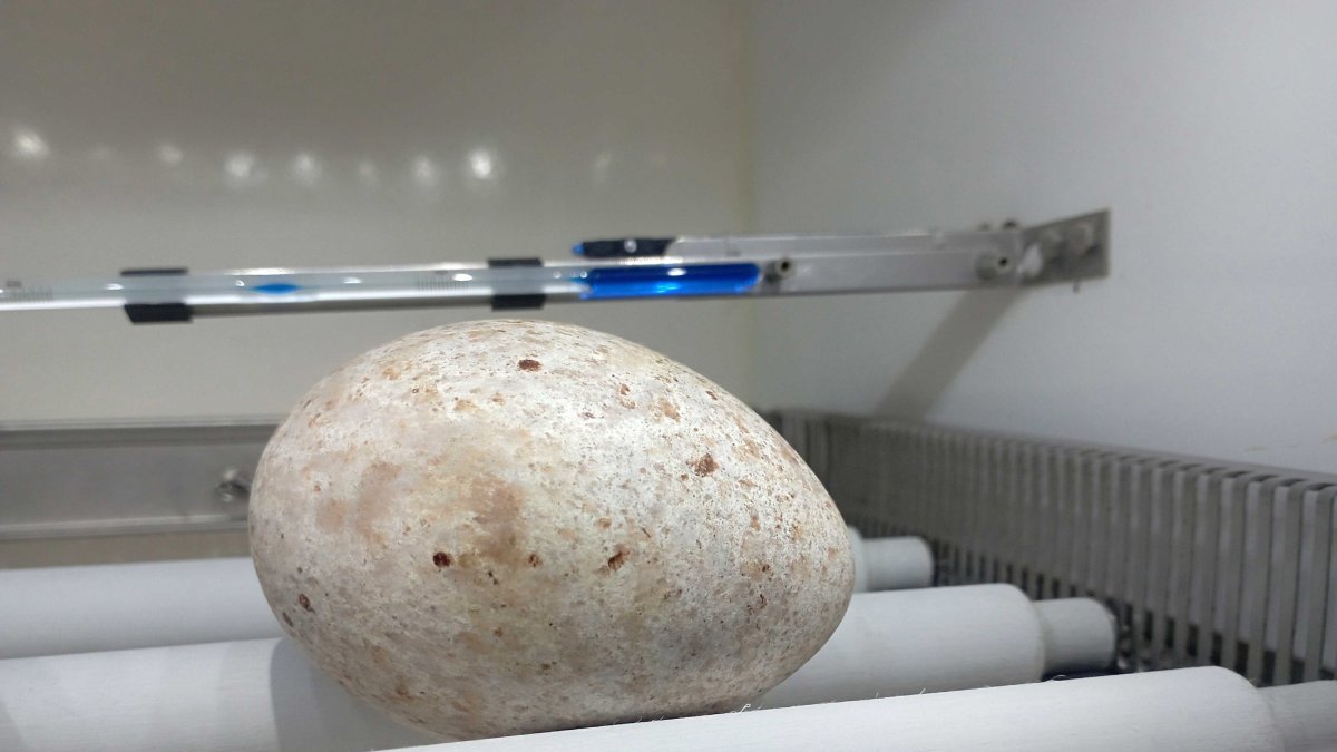 El huevo de buitre negro rescatado, en una incubadora de Grefa.