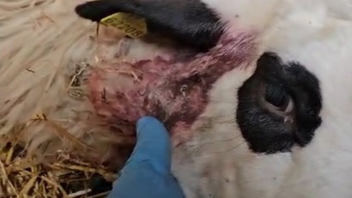 Oveja atacada por el lobo en Arcellares del Tozo.