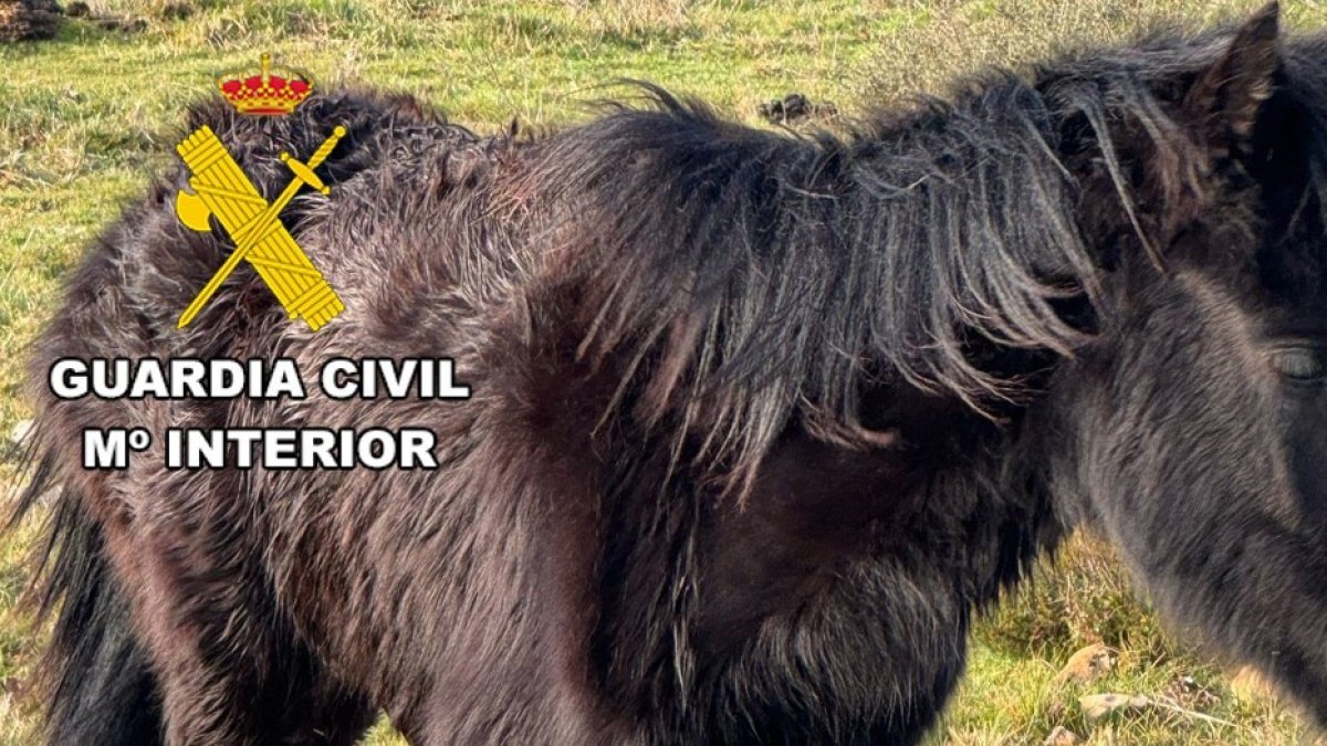 Dos investigados en Burgos por no atender a un caballo con fractura en una pata cuyo hueso perforaba la piel .