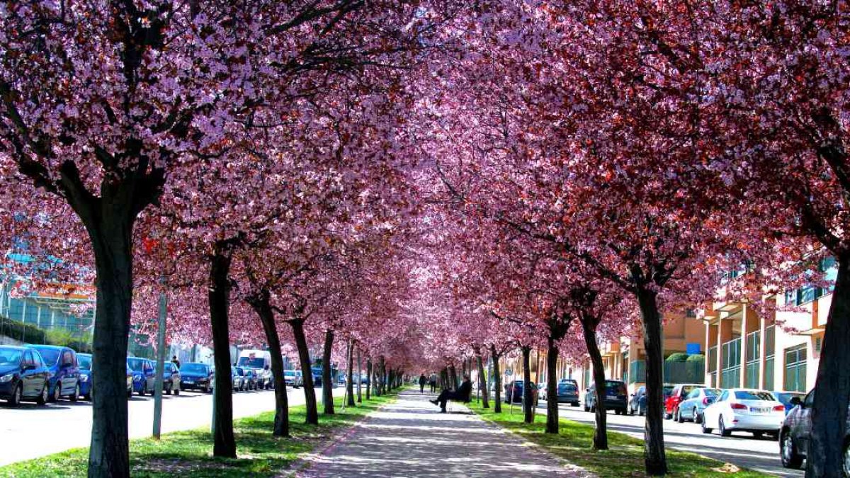 Ciruelo de jardín en floración.