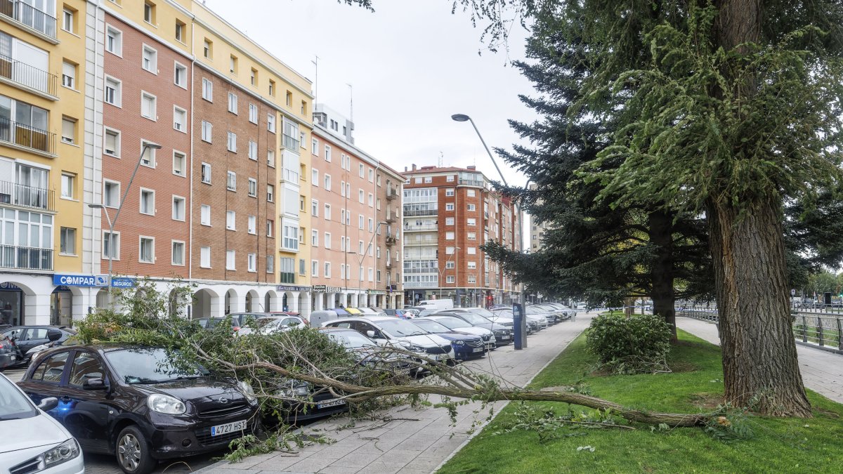 Una rama caída sobre varios vehículos en un día de viento, en la avenida Reyes Católicos de Burgos.