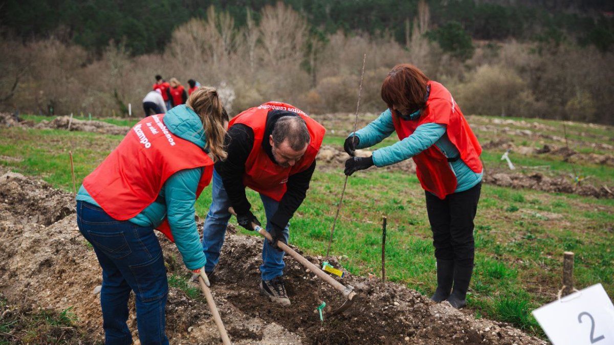 Voluntarios de Alcampo inician la transformación de una finca baldía en un bosque comestible en Rucandio.