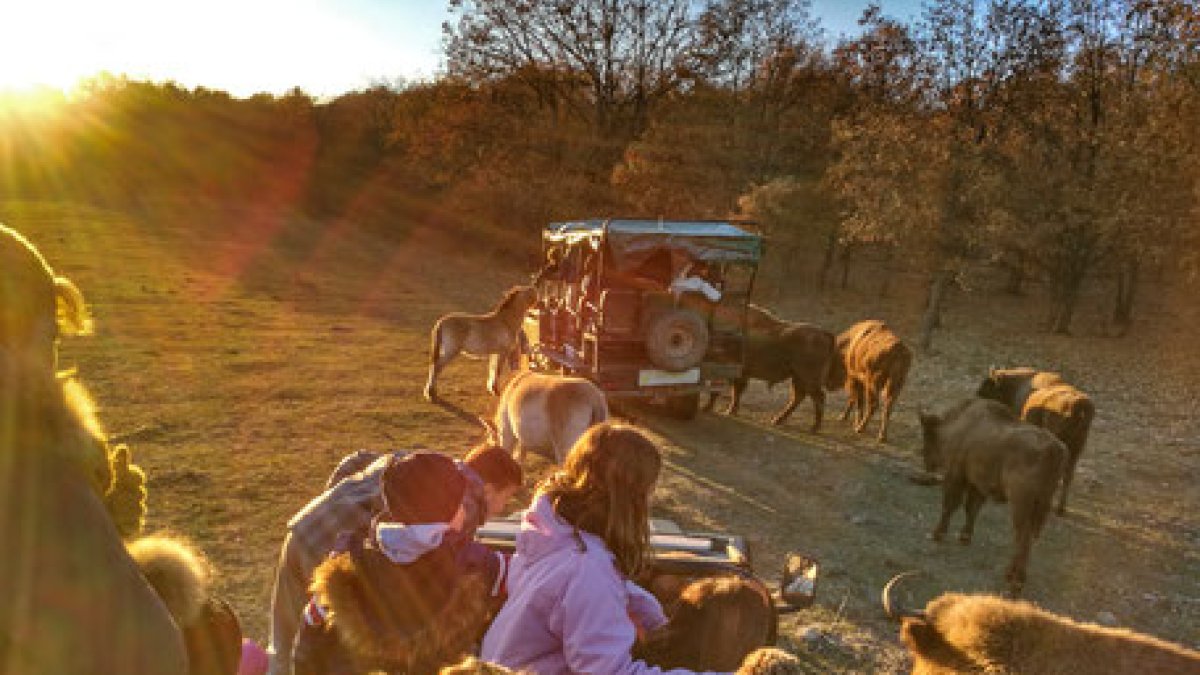 Un grupo de personas interactúa con unos bisontes.