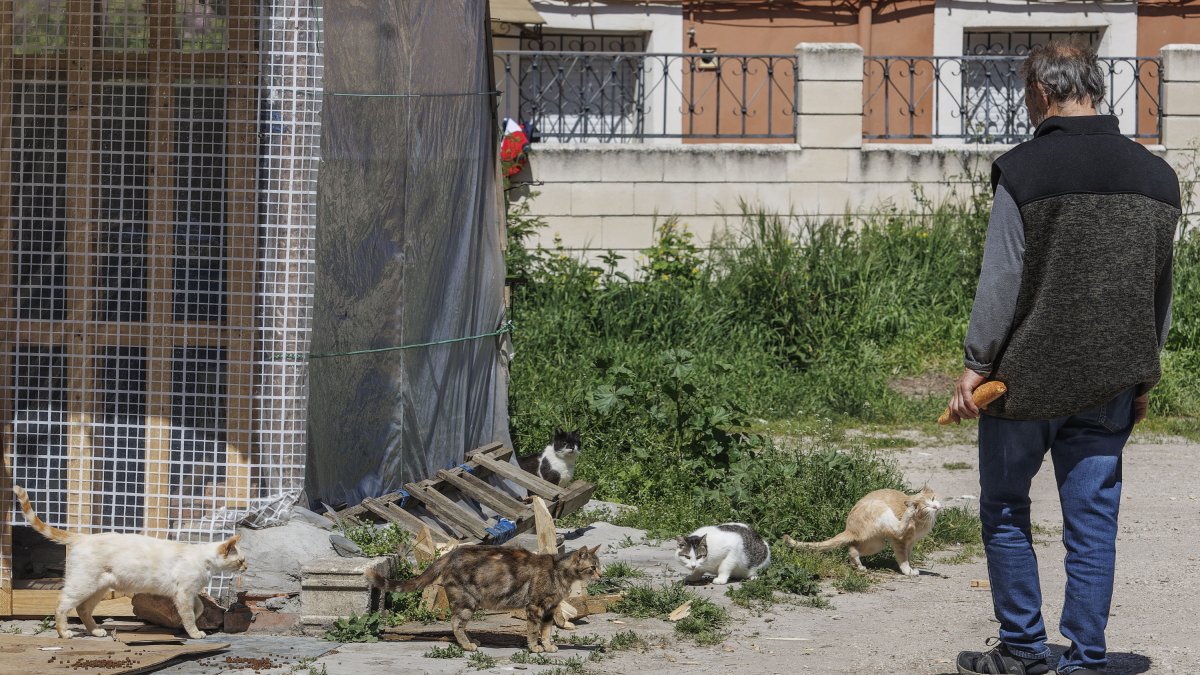 Uno de los alimentadores registrados por el Ayuntamiento de Burgos con una colonia felina en la zona oeste de Burgos.