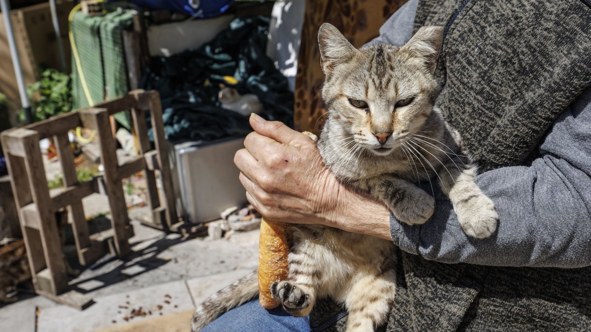 Uno de los alimentadores con un gato que ya le conoce y se acerca en busca de comida.