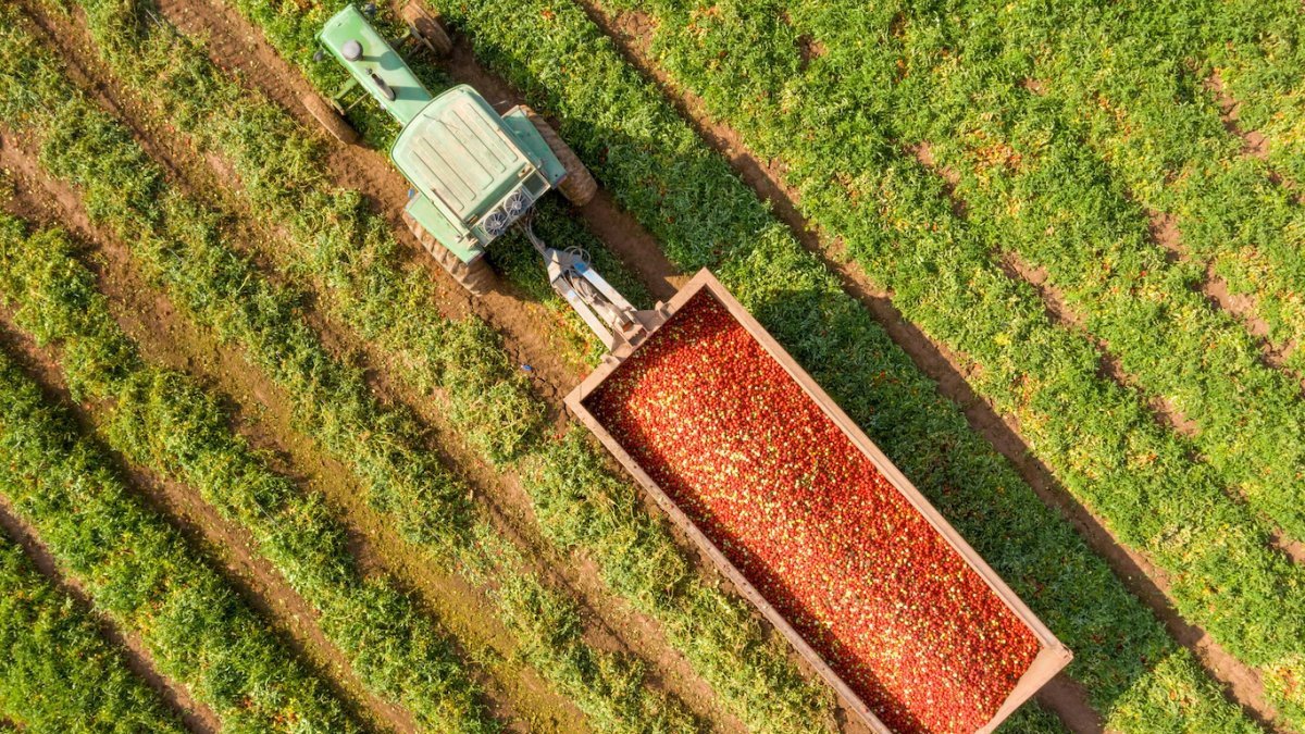 Archivo - Un tractor con tomates en el campo.