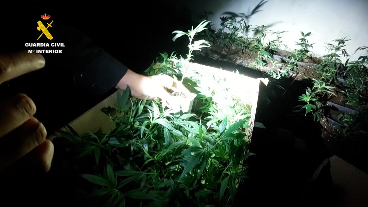 Imagen de la droga incautada.