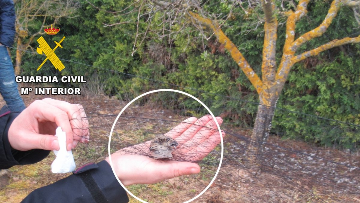 Un ave atrapada, y posteriormente rescatada por la Guardia Civil, en una red japonesa.