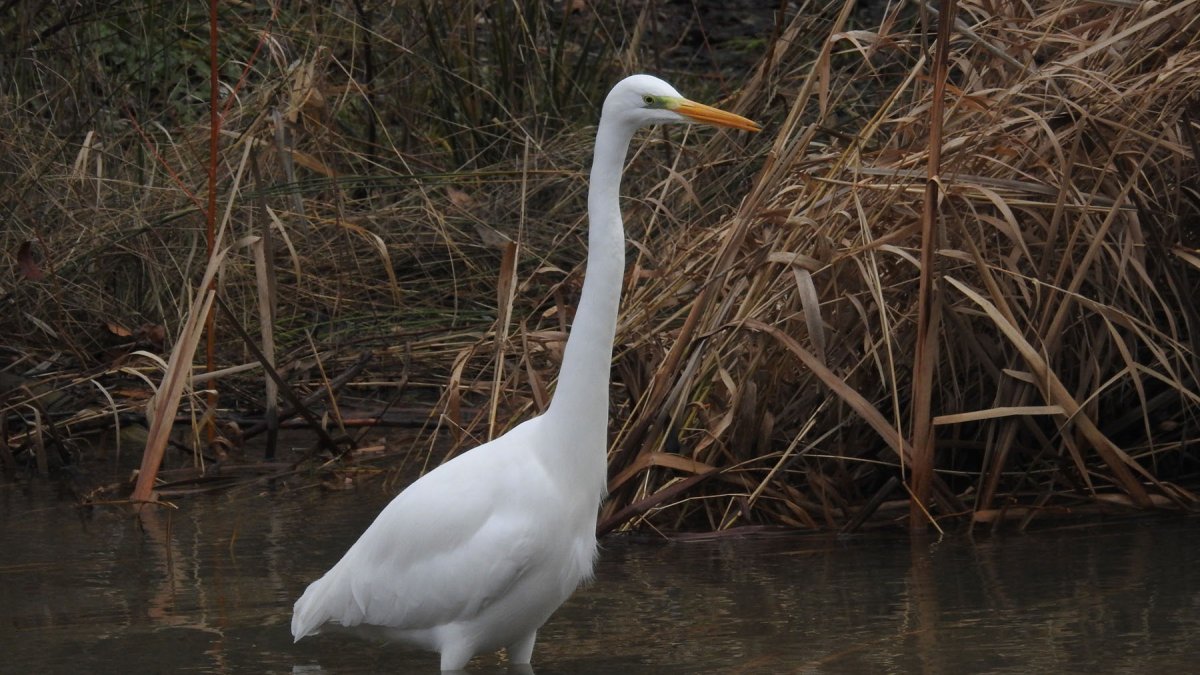 Ardea Alba.