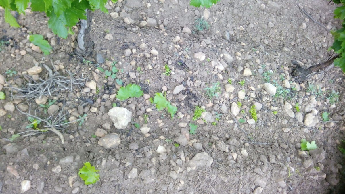 Archivo - Efectos del pedrisco en la uva.