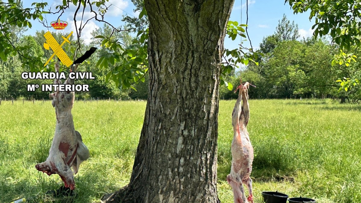 Dos corderos colgados de un árbol.