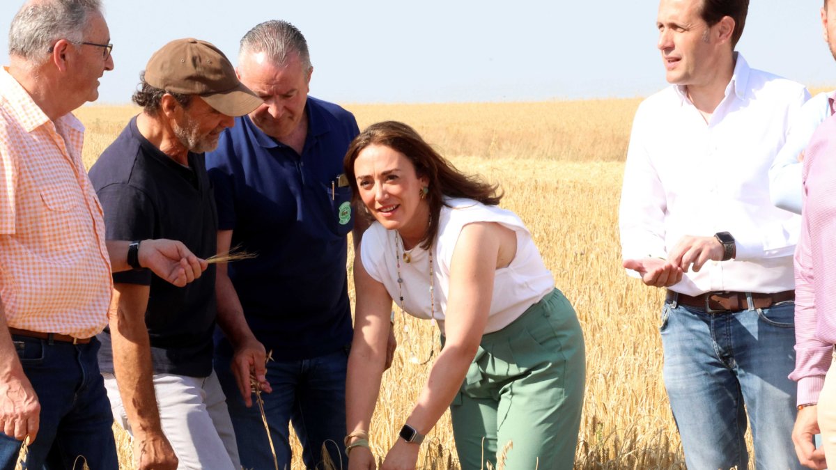 González Corral en una parcela de cereal en Mayorga de Campos.