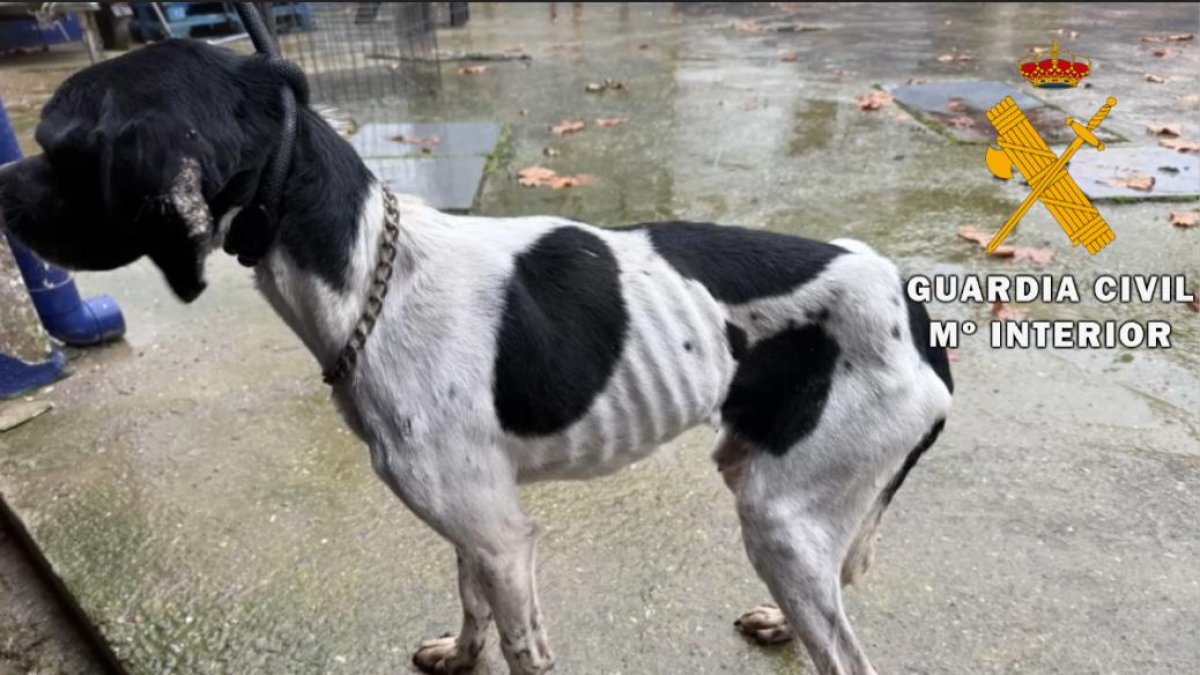 Imagen de uno de los animales rescatados.