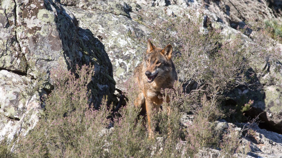 Archivo - Un lobo ibérico del Centro del Lobo Ibérico en localidad de Robledo de Sanabria, en plena Sierra de la Culebra.