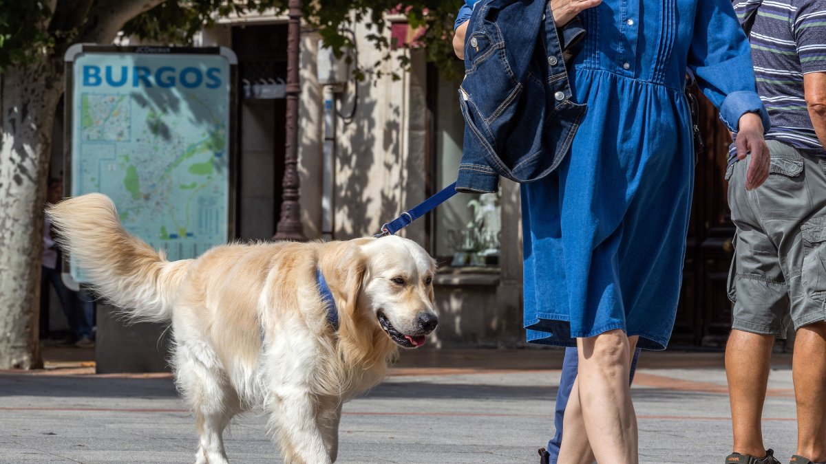 Un perro pasea con su propietario por una céntrica calle de la capital burgalesa.