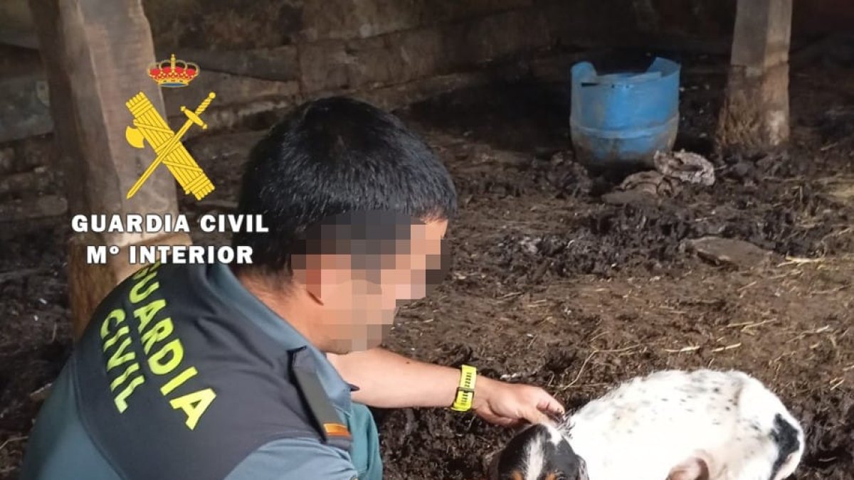 Imagen de uno de los animales.