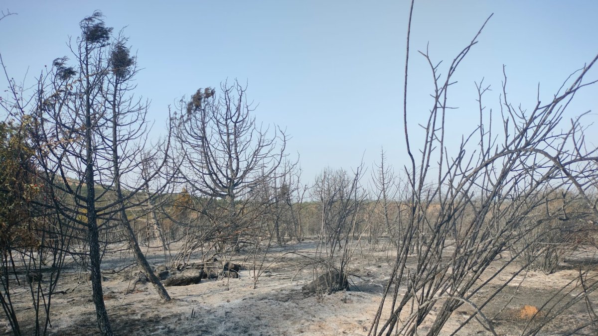 El incendio forestal entre Moncalvillo y Palacios de la Sierra calcinó 10 hectáreas.