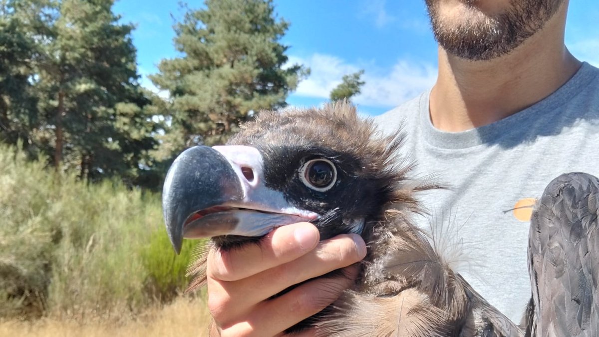 Primer plano de un buitre negro tras su marcaje con GPS.