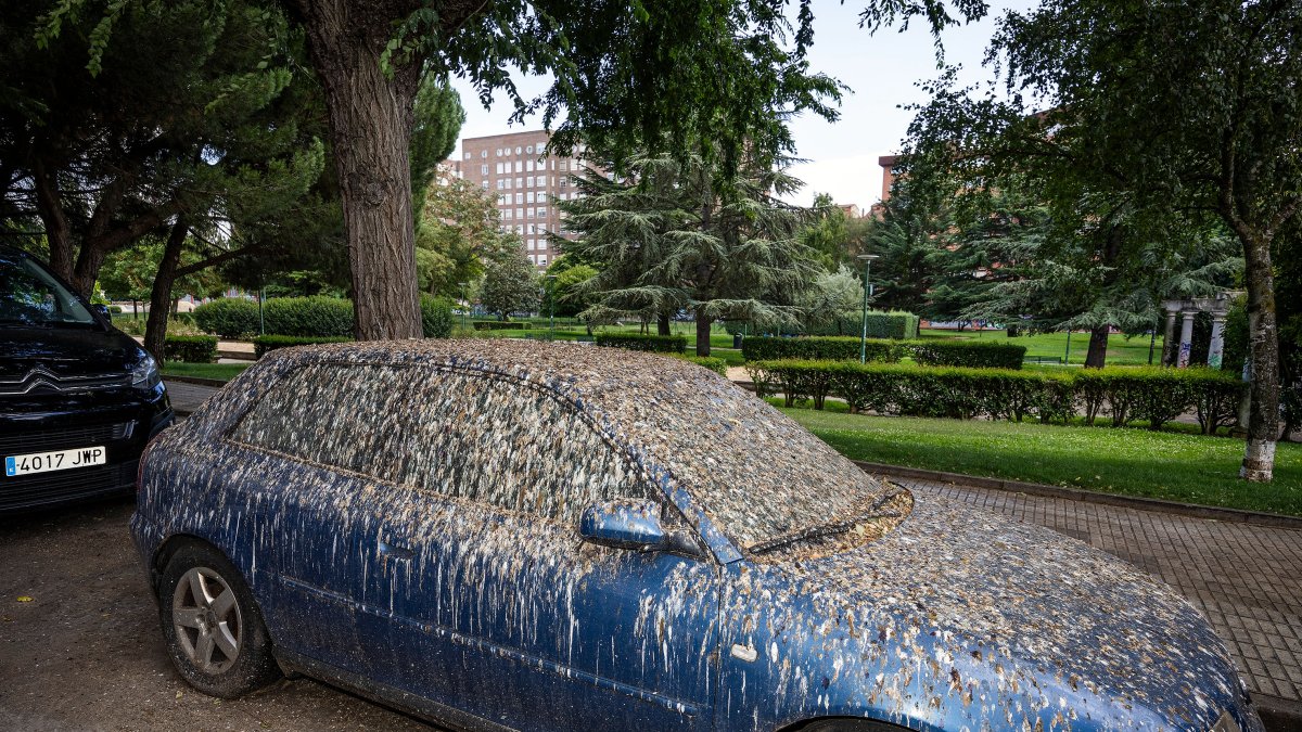 Un coche abarrotado de excrementos de estornino en el Parque Buenavista.