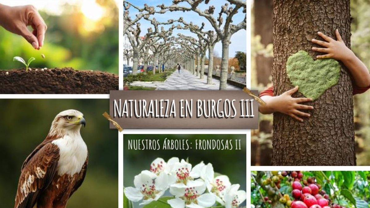 Portada del álbum destinado a conocer las frondosas de la ciudad.