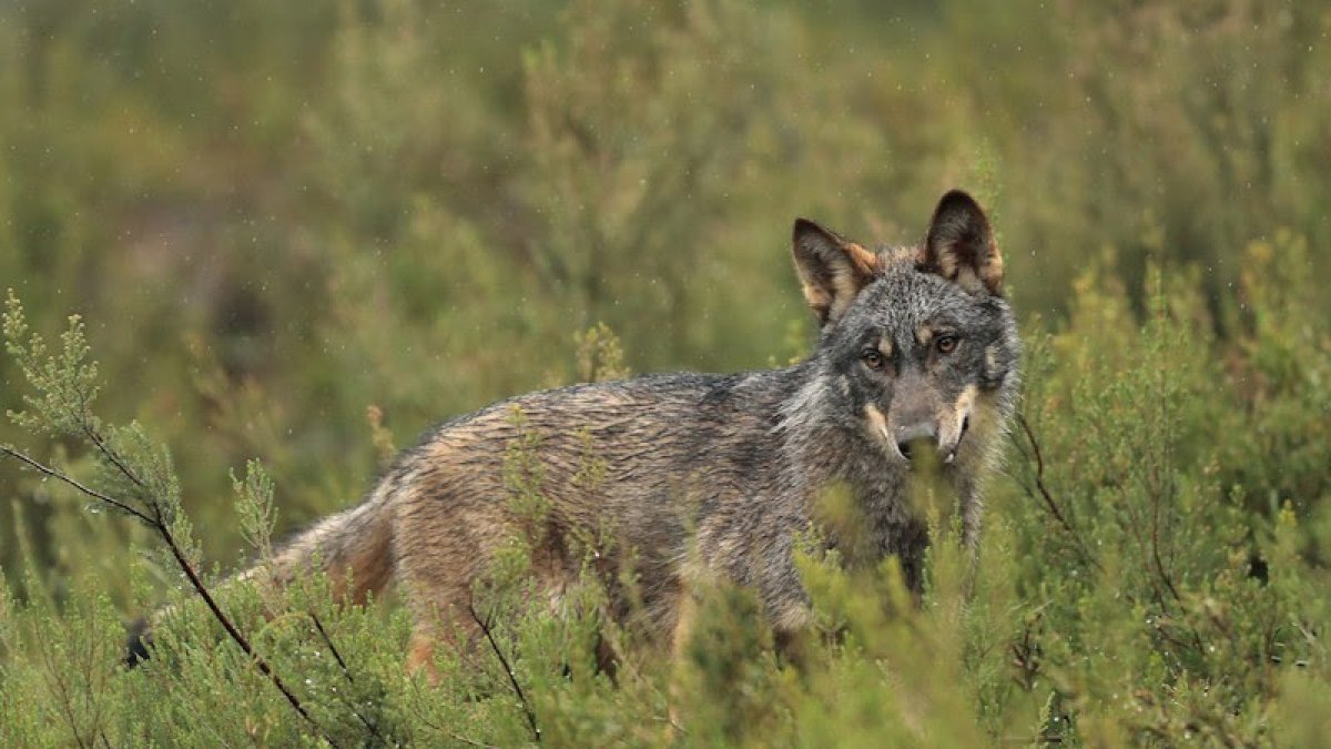 Archivo - Un lobo ibérico en un paisaje verde.
