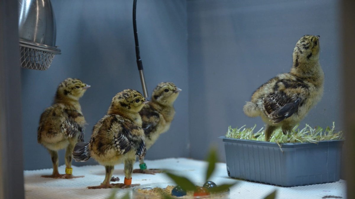 Pollos de urogallo cantábrico criados en el centro de Valsemana (León).