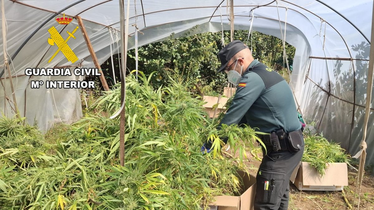 Intervención de la Guardia Civil, en  septiembre de 2025, en un invernadero de marihuana en la Riojilla burgalesa