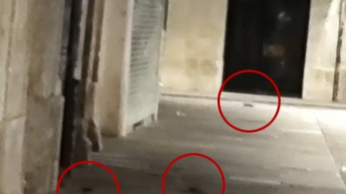 Captura de un vídeo tomado la noche del 1 de octubre en el que se ve a tres ratas en la Flora