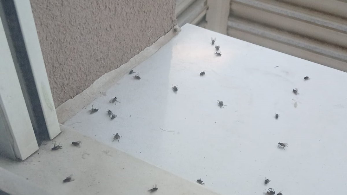 Plaga de moscas en el barrio burgalés de Villafría.