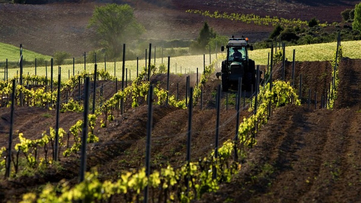 Vendimia en la Ribera del Duero
