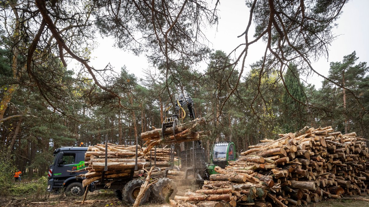 Trabajos de aclareo en el pinar de Fuentes Blancas.