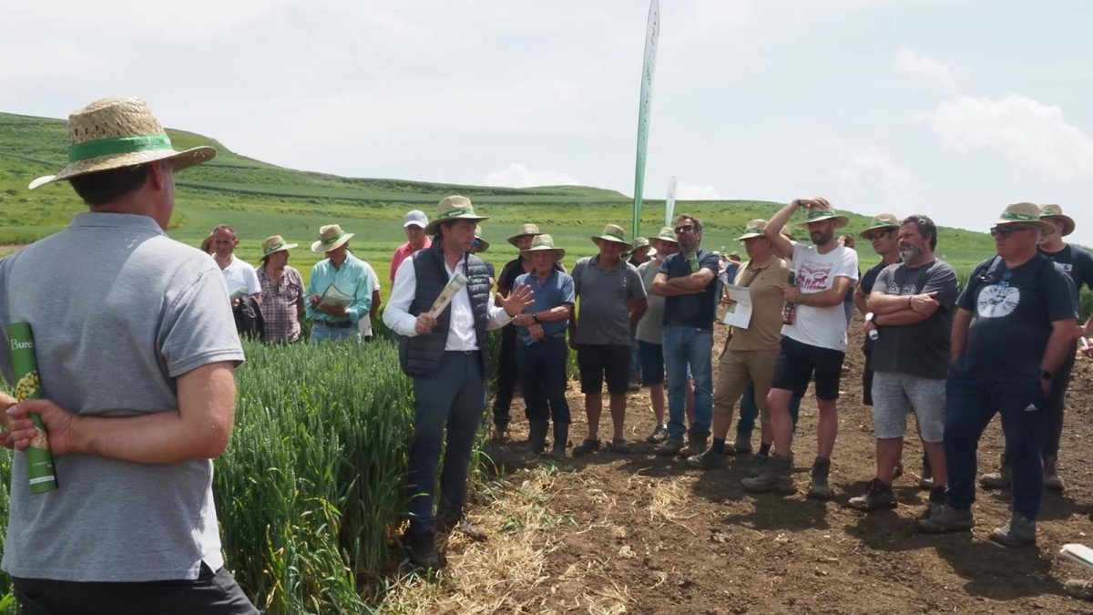Los campos de ensayo de Bureba Ebro permiten probar la productividad y resistencia de una amplia variedad de semillas certificadas.
