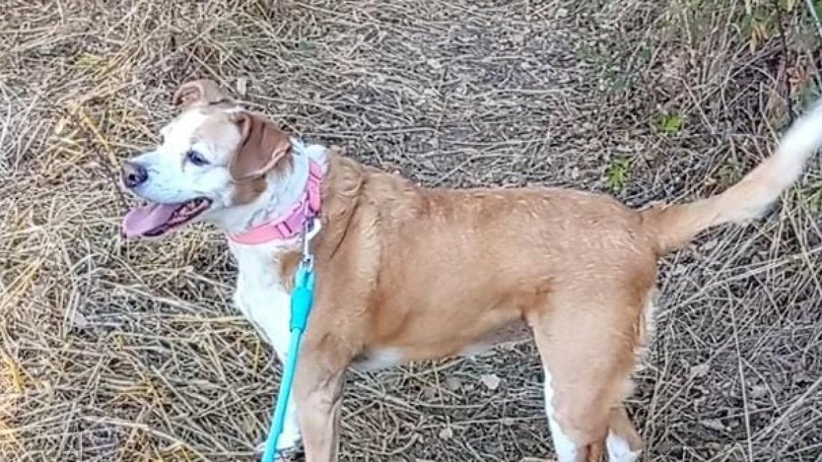 Imagen de Abril difundida por Vanessa, su adoptante, y Proanbur tras su desaparición.